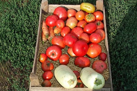 Вермикулит для хранения овощей и фруктов